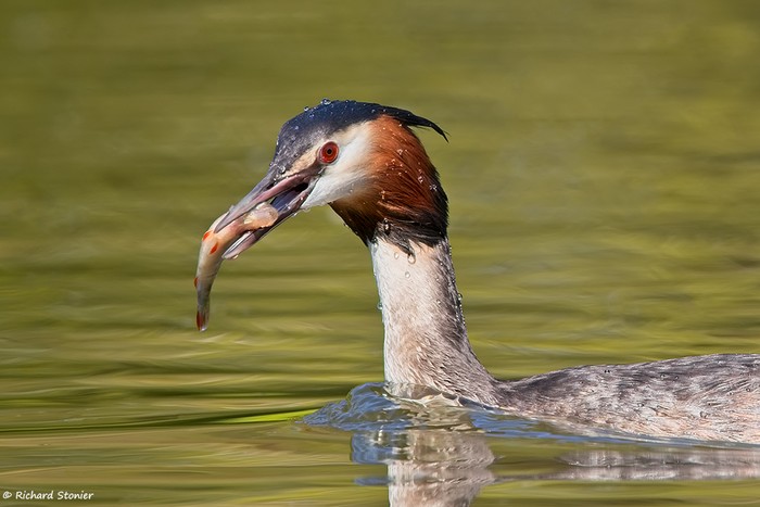 Great Crested Grebe