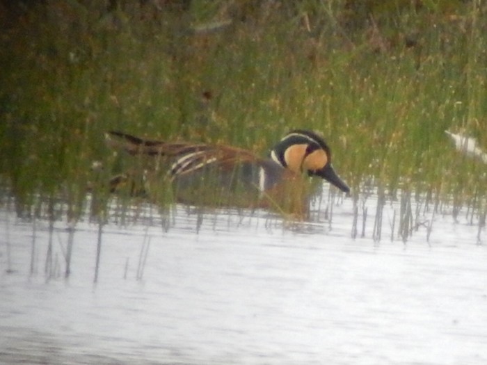 Baikal Teal