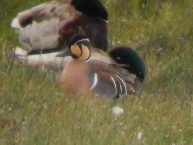 Baikal Teal
