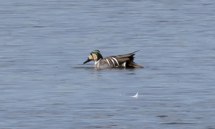 Baikal Teal