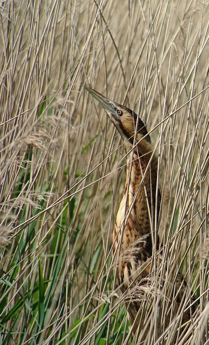 Bittern
