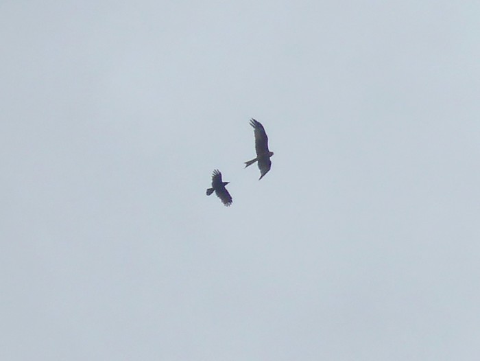 Red Kite