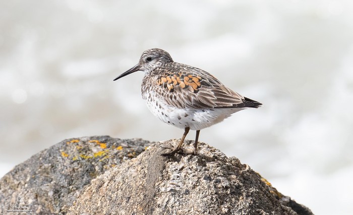 Great Knot
