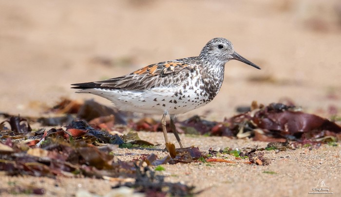 Great Knot