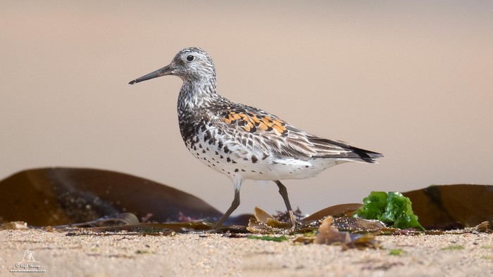 Great Knot