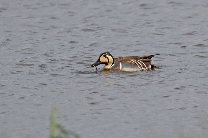 Baikal Teal