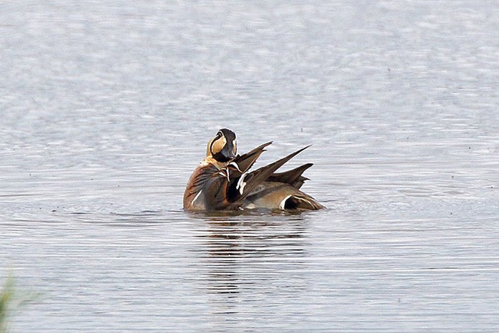 Baikal Teal