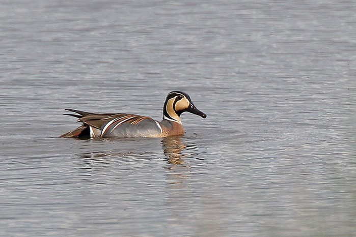 Baikal Teal