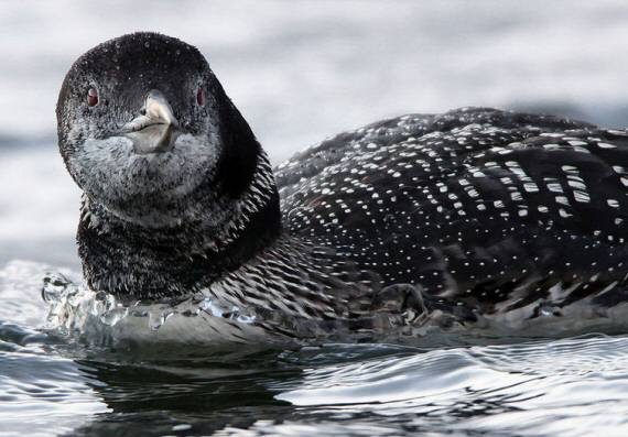 Great Northern Diver