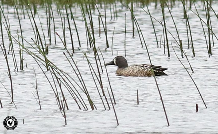 Blue-winged Teal