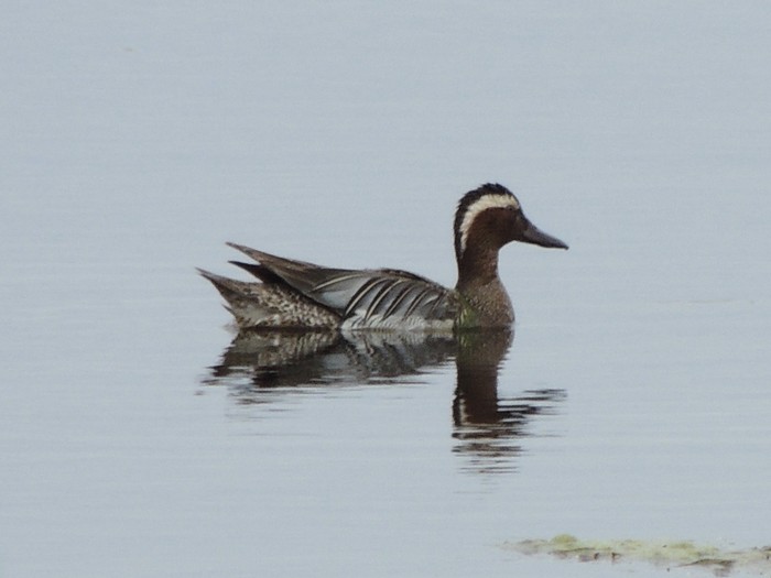 Garganey