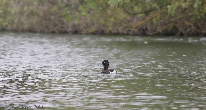 Ring-necked Duck