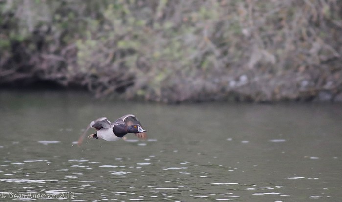 Ring-necked Duck