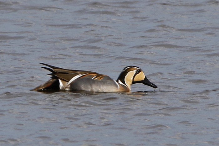 Baikal Teal