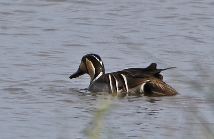 Baikal Teal