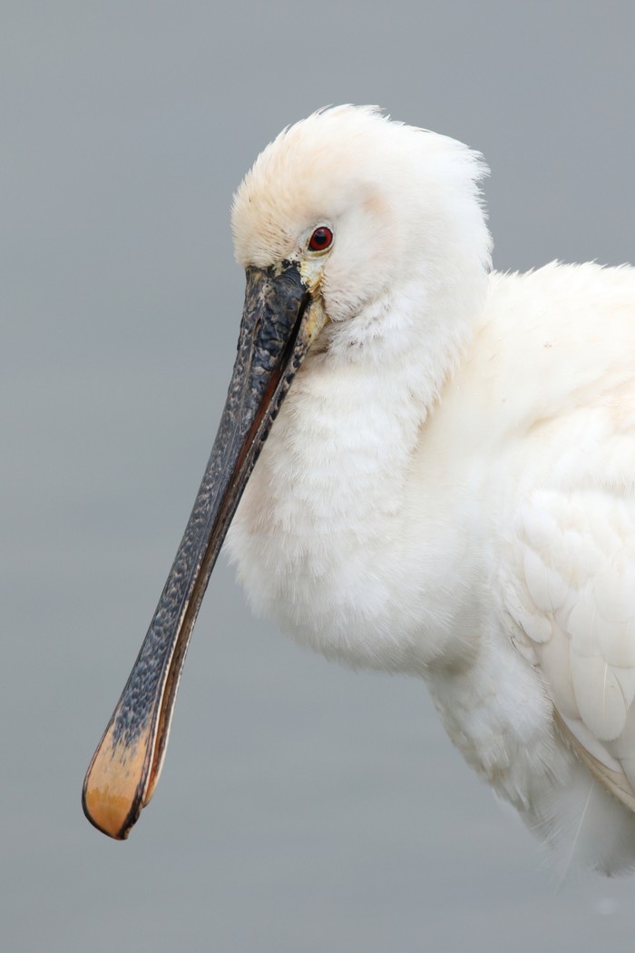 Spoonbill