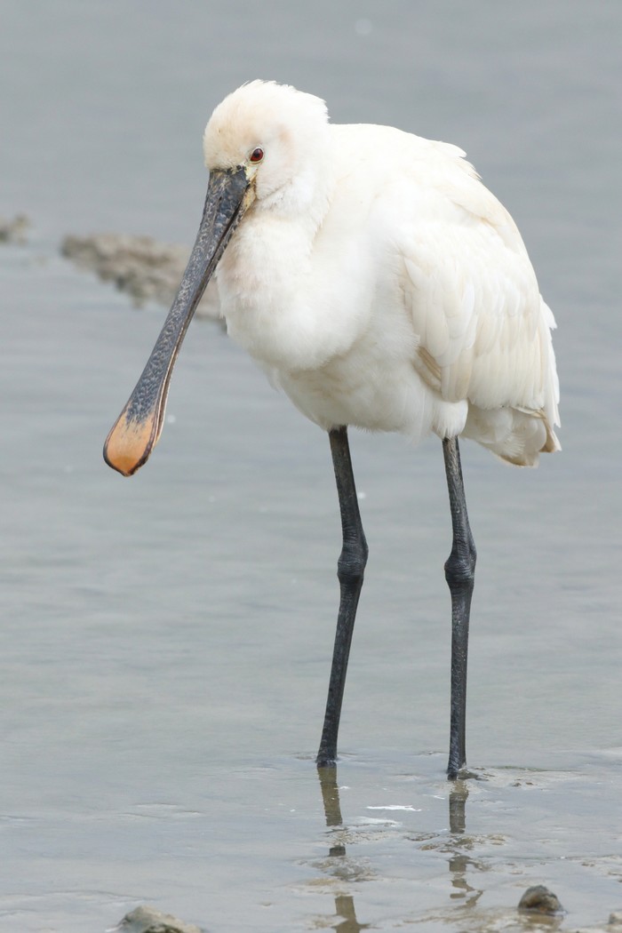 Spoonbill