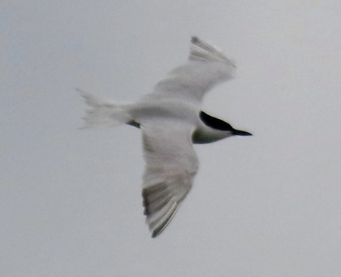 Gull-billed Tern