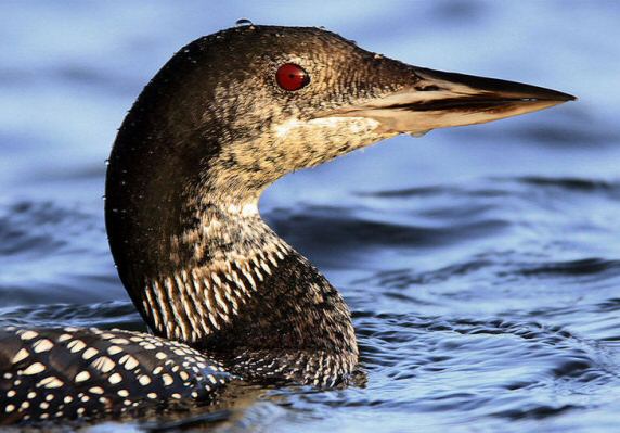 Great Northern Diver