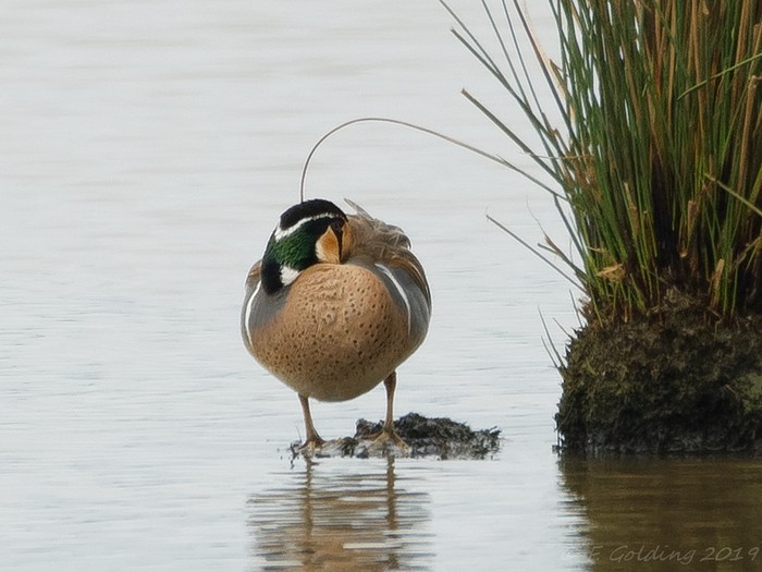 Baikal Teal