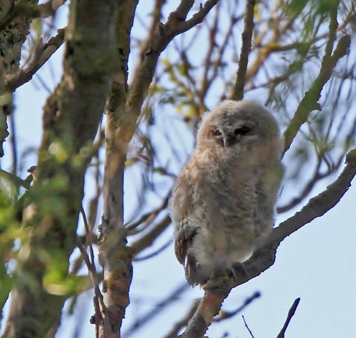 Tawny Owl Chick