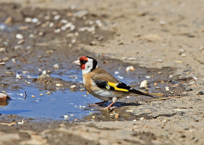 Goldfinch