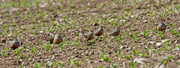Dotterel