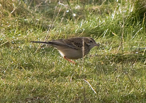 Richard's Pipit