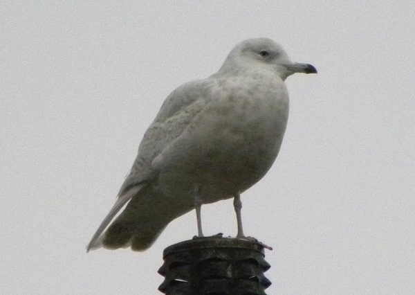 Iceland Gull