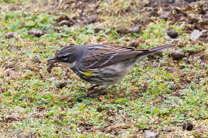 Myrtle Warbler