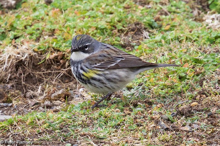 Myrtle Warbler