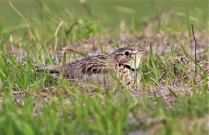 Calandra Lark