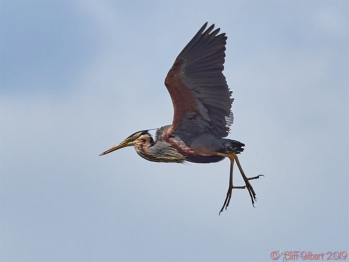 Purple Heron