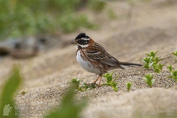 Rustic Bunting