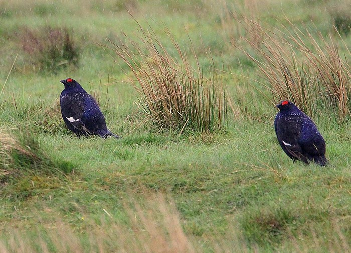 Black Grouse