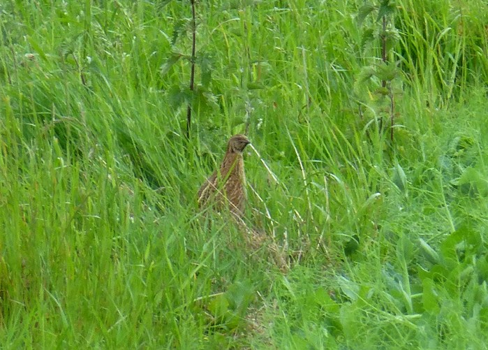 Quail