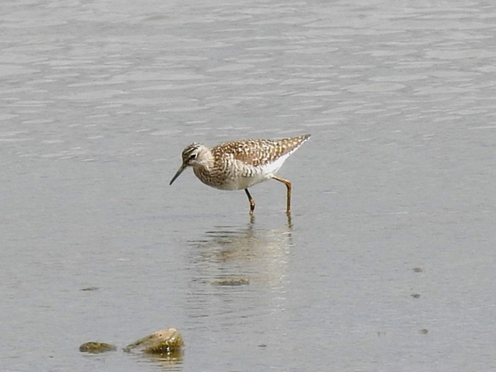 Wood Sandpiper