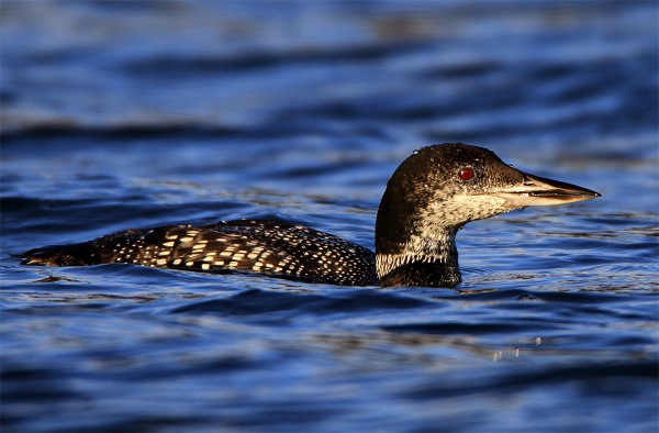 Great Northern Diver