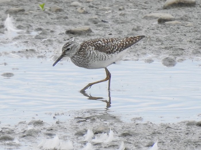 Wood Sandpiper