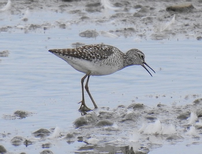 Wood Sandpiper