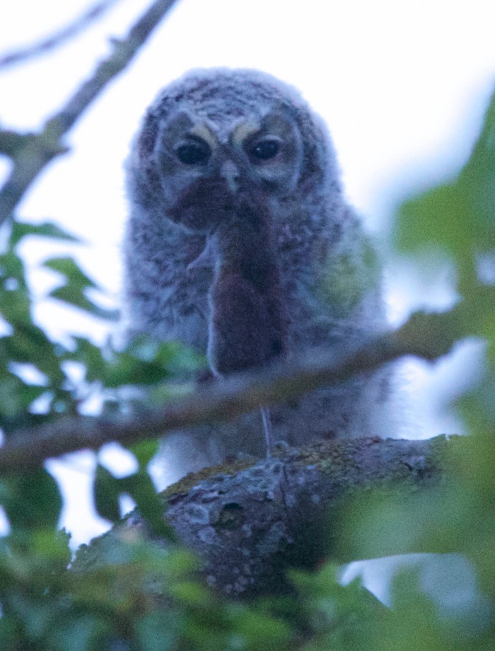 Tawny Owl