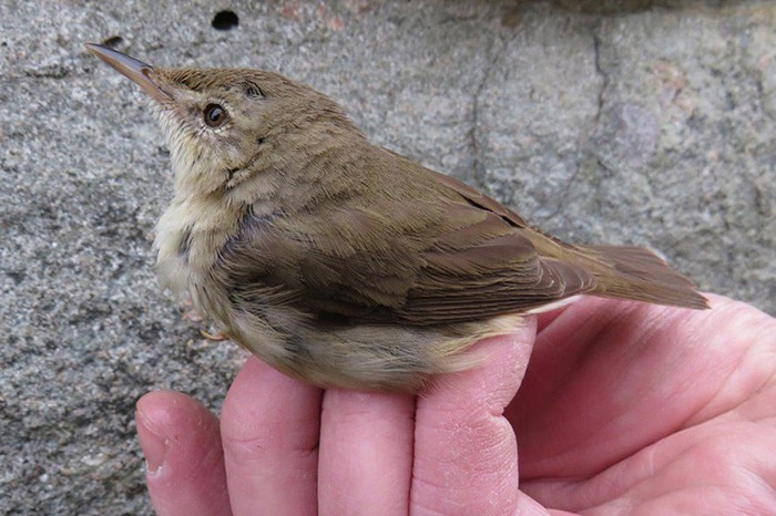 Blyth's Reed Warbler
