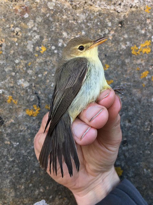Melodious Warbler