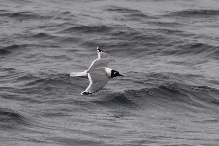 Franklin's Gull