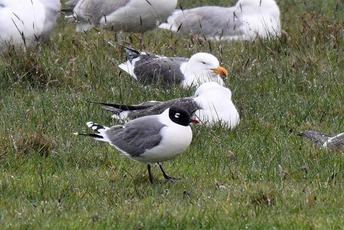 Franklin's Gull