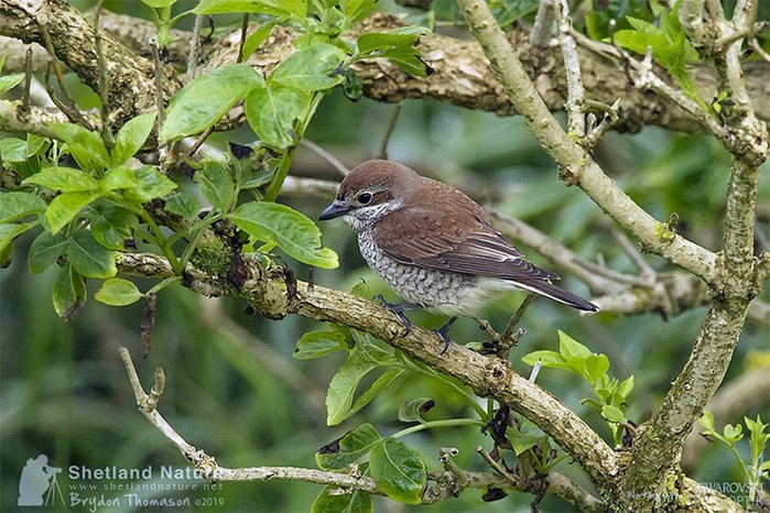 Red-backed Shrike