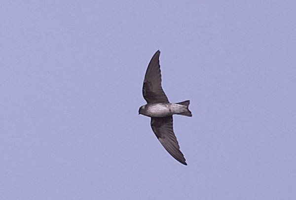 Purple Martin