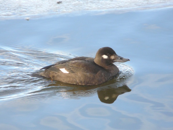 Velvet Scoter
