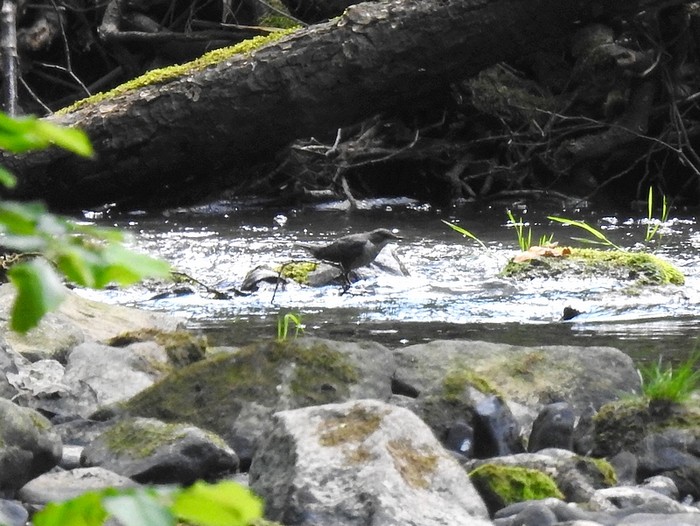 Dipper