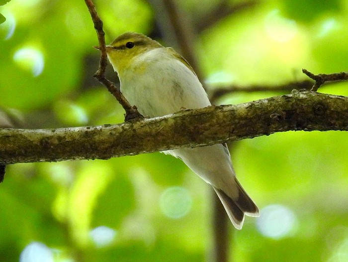Wood Warbler